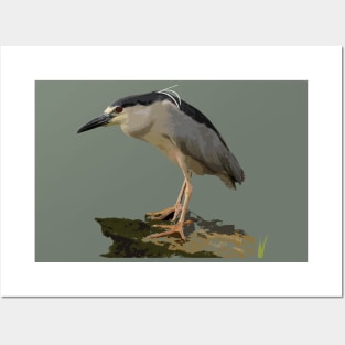 ‘Auku’u or black-crowned night heron Posters and Art